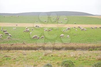 blur in south africa plant      land bush   and sheep  near the  hill