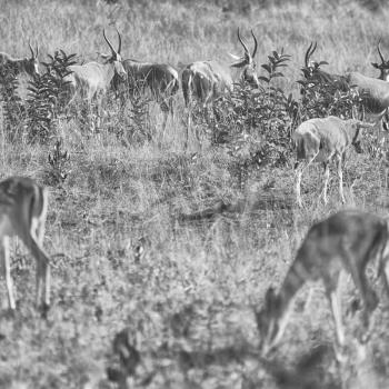 blur in south africa    kruger     wildlife  nature  reserve and  wild  impala