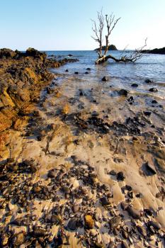 andilana beach seaweed in indian ocean madagascar mountain   sand isle  sky and rock