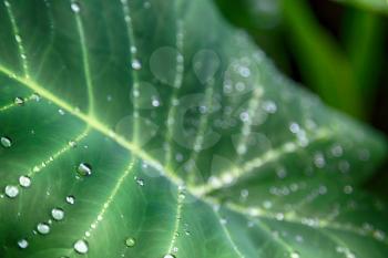 some drops in a leaf after   the rain like background wallpaper