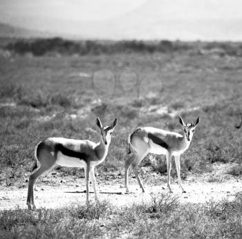 in kruger park south africa wild impala   and the winter bush