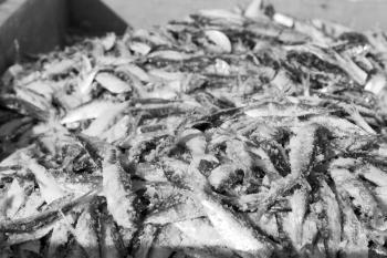 blur  in oman market fish lots of animals and salt