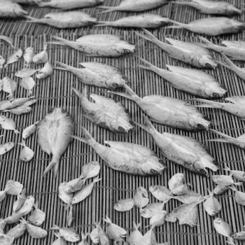 blur  in  philippines   lots of fish salted and dry preparation for the market