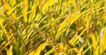blur  in  philippines   a fild of grass colse up background abstract