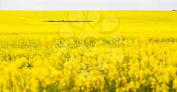 in south africa close up of the colza yellow field like  texture background