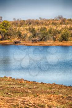blur in south africa    kruger  wildlife  nature  reserve and  wild elephant