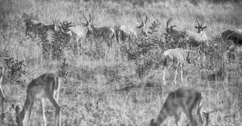 blur in south africa    kruger     wildlife  nature  reserve and  wild  impala