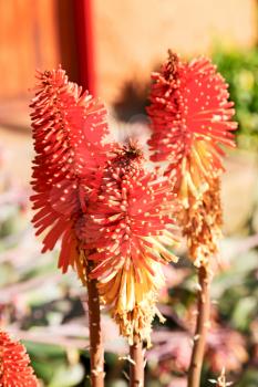 blur in south africa close up of the    red orange cactus flower and garden