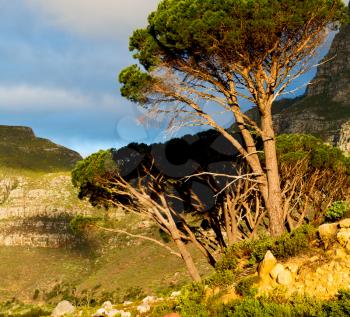 blur in south africa cape town panoramic   from table mountain   tree nature and cloud