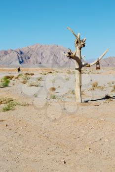 in iran blur old dead tree in the empty desert of persia lamp oil on branch