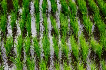blur  in   philippines  close up of a rice    cereal cultivation field