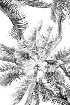 blur in philippines palm leaf and branch view from down  near pacific ocean