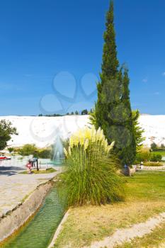 tree     abstract in   pamukkale turkey asia the old calcium bath and travertine water