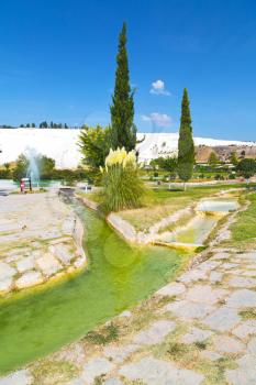 tree     abstract in   pamukkale turkey asia the old calcium bath and travertine water