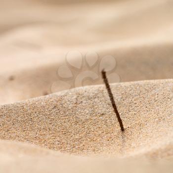 blur  in south africa close up of the coastline beach abstract sand texture background