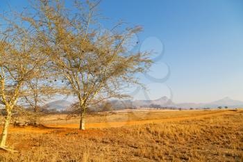 blur in swaziland   mlilwane wildlife  nature  reserve mountain and tree