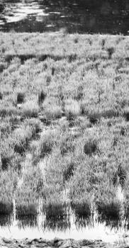 blur  in   philippines  close up of a rice    cereal cultivation field