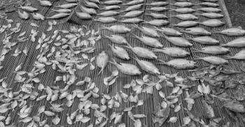 blur  in  philippines   lots of fish salted and dry preparation for the market