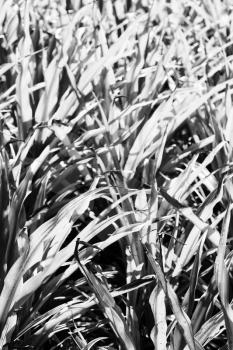 blur  in  philippines   a fild of grass colse up background abstract