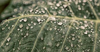 some drops in a leaf after   the rain like background wallpaper