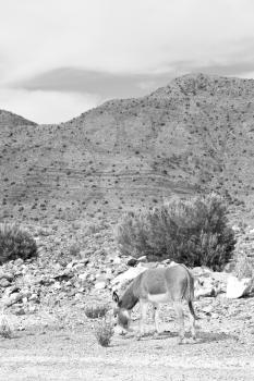 in oman donkey alone near the rock and bush