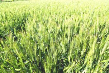 in iran cultivated farm grass and healty green  natural wheat 