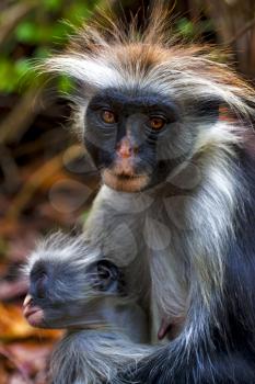 an hairy monkey and her puppy in africa zanzibar jozany forest 