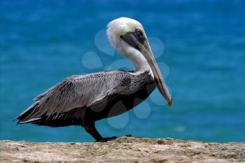 side of little white black pelican whit black eye in rock republica dominicana la romana
