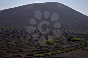 viticulture  winery lanzarote spain la geria vine screw grapes wall crops  cultivation 
