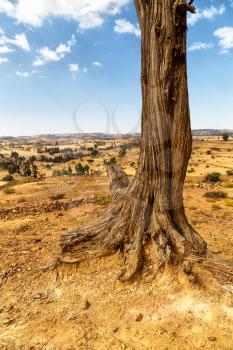 in   ethiopia africa  in the old valley a dead tree and his roots in the ground