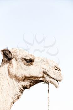 in  ethiopia africa   camel in the sky like abstract background
