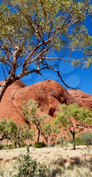 in  australia the outback canyon and   the   tree near  mountain in the nature