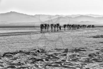 in  danakil ethiopia africa  in the  salt lake the camels carovan and landscape