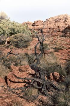 in  australia   the kings canyon nature wild and outback