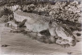 in  australia  reptile crocodile in the river pond and light