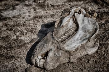 in   ethiopia africa  dead head horse and animal cranium in the desert of salt