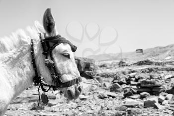 in petra jordan a donkey waiting for the tourist near the antique mountain