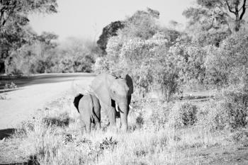 blur in south africa   kruger  wildlife  nature  reserve and  wild elephant