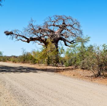 blur     in south africa rocky street and baobab near the bush and natural park