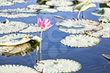 in  australia the concept of tranquility in the pond with waterlily aquatic blossom flower