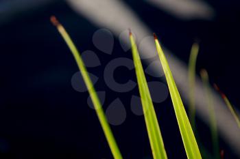 blurred abstract line of natural grass in the light and shadow 