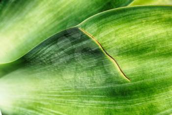 texture and close up of a leaf like abstract background