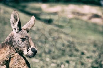 in  australia natuarl park close up of the kangaroo near   bush