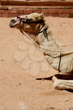 in petra jordan the head of a camel ready for the tourist tour