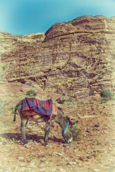 in petra jordan a donkey waiting for the tourist near  the antique mountain