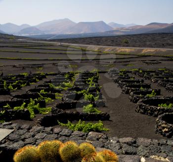 cactus  lanzarote spain la geria vine screw grapes wall crops  cultivation viticulture winery
