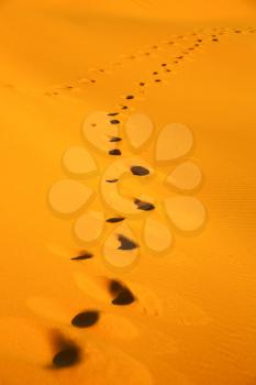 the brown sand dune in the sahara morocco desert 