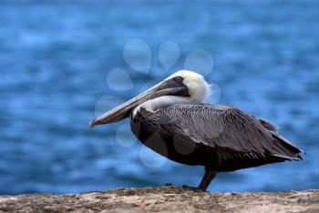 side of little white black pelican whit black eye in rock republica dominicana la romana
