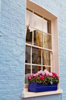 notting hill in london england old suburban and antique  flowers