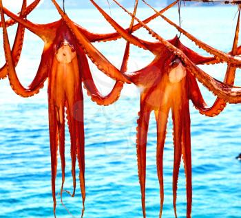 octopus        drying  in the sun europe greece santorini and light